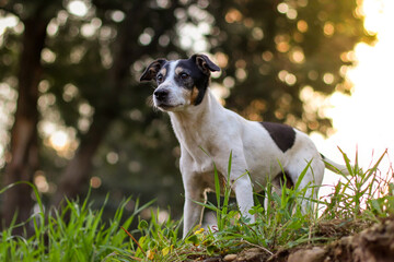 Black and white dog in grass