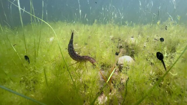 Great diving beetle (Dytiscus marginalis) larva waiting for prey at the bottom of a clear-water pond. Estonia.