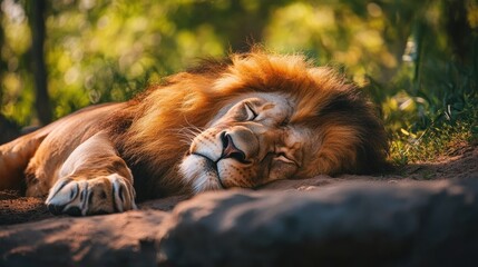 Naklejka premium Sleeping Lion in Natural Habitat