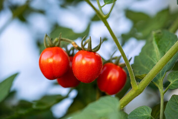 Cocktail- oder Kirschtomaten - auf dem Balkon gezogen