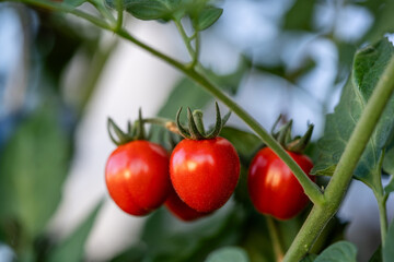 Cocktail- Cherry- oder Kirschtomaten im Topf, auf dem Balkon gezogen
