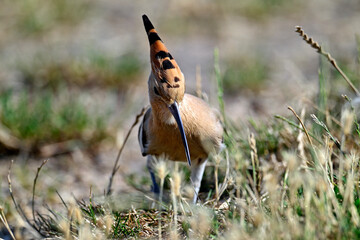 Wiedehopf // Eurasian Hoopoe(Upupa epops)  © bennytrapp