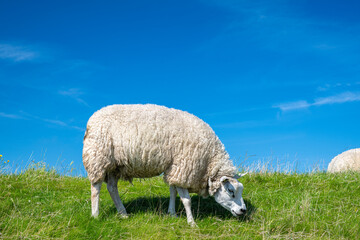 Schaf auf Deich