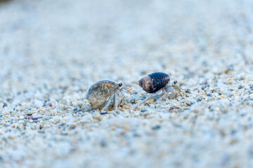 Zwei Einsiedlerkrebse auf einer Sandreise: Einblicke in das Küstenleben auf Mauritius