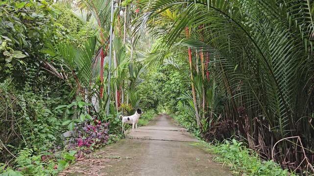 A little dog on narrow village street in countryside at Mang Thit district, Vinh Long province, Mekong Delta Vietnam in the morning.