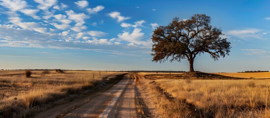 Obraz premium Dirt road in dry fields with tree and blue sky background, landscape photography