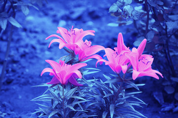 Vintage wild pink lily flowers in the garden