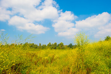 Wild flowers in scenic nature in sunlight in summer, Almere, Flevoland, The Netherlands, August 2, 2024