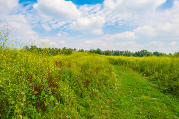 Wild flowers in scenic nature in sunlight in summer, Almere, Flevoland, The Netherlands, August 2, 2024