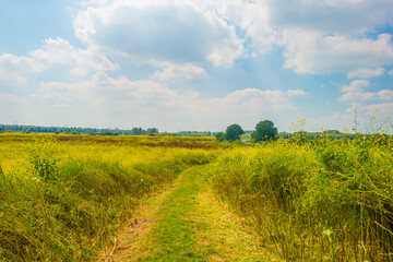 Wild flowers in scenic nature in sunlight in summer, Almere, Flevoland, The Netherlands, August 2, 2024