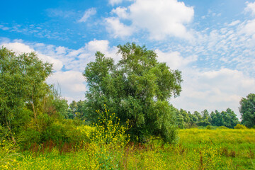 Fototapeta premium Wild flowers in scenic nature in sunlight in summer, Almere, Flevoland, The Netherlands, August 2, 2024