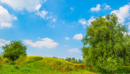 Wild flowers in scenic nature in sunlight in summer, Almere, Flevoland, The Netherlands, August 2, 2024