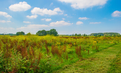 Obraz premium Wild flowers in scenic nature in sunlight in summer, Almere, Flevoland, The Netherlands, August 2, 2024
