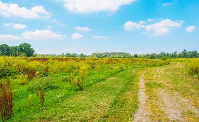 Wild flowers in scenic nature in sunlight in summer, Almere, Flevoland, The Netherlands, August 2, 2024