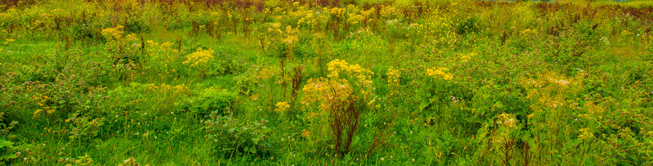 Wild flowers in scenic nature in sunlight in summer, Almere, Flevoland, The Netherlands, August 2, 2024