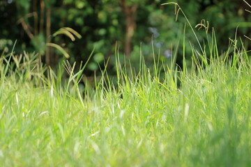 真夏の強い日差しの中でも元気にのびる雑草