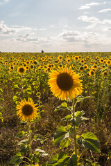 Fototapeta premium A field of sunflowers on a bright sunny day. Sunflower close-up.