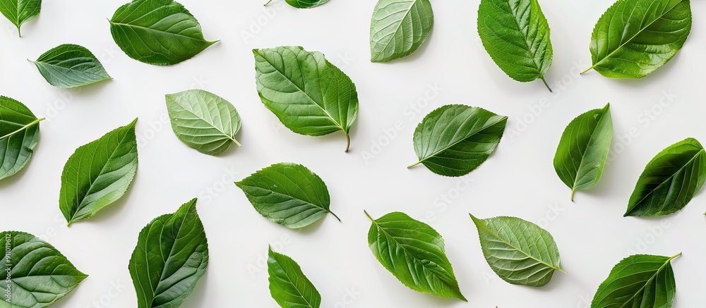 Poster green leaves pattern on white backdrop with varying sizes creating a flat lay composition in an over
