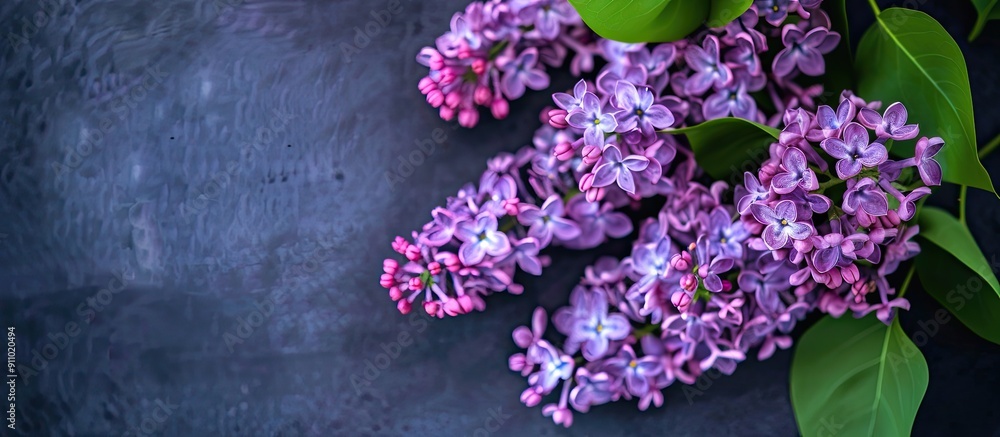 Aufkleber pink lilac flowers branch viewed from the top with space for additional content in the image.