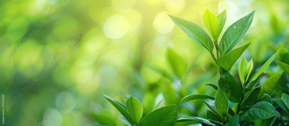 Poster soft focus green backdrop with copy space image.