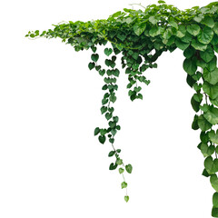 a green plant hanging from a branch on a png background, green ivy on a wall, green ivy leaves on...