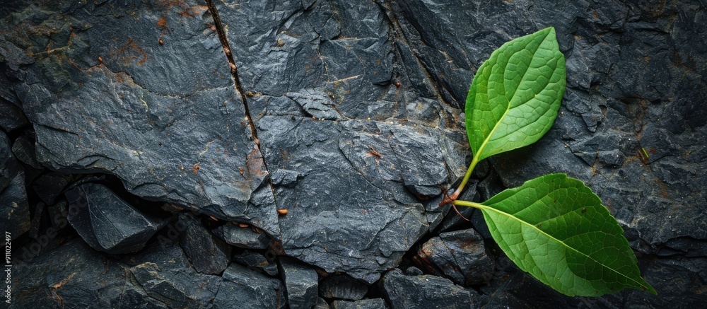 Poster Rock background with a green leaf and ample copy space image provided.
