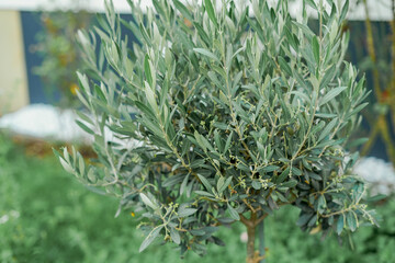 Small olive tree in pot in home garden. Flowers.