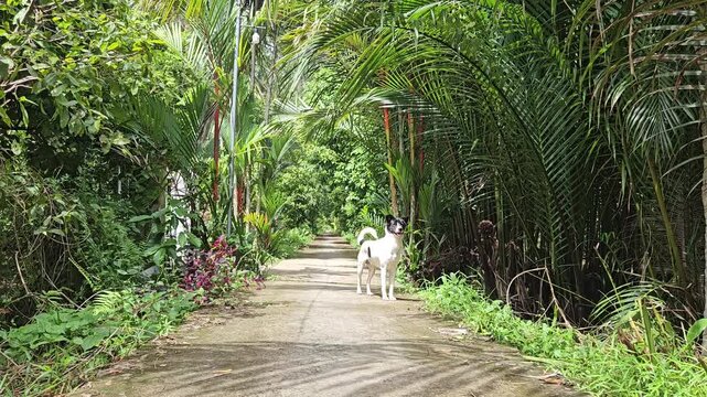A little dog on narrow village street in countryside at Mang Thit district, Vinh Long province, Mekong Delta Vietnam in the morning.