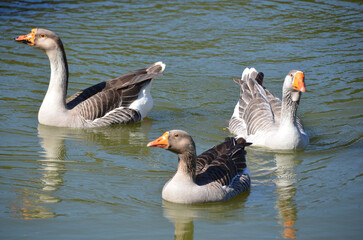 Obraz premium Beautiful Greylag Geese (Anser anser) swimming in the lake.