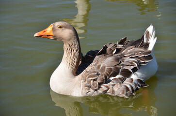 Beautiful Greylag Geese (Anser anser) swimming in the lake.