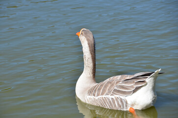 Beautiful Greylag Geese (Anser anser) swimming in the lake.