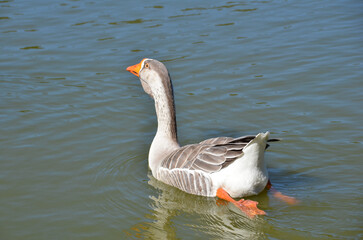 Beautiful Greylag Geese (Anser anser) swimming in the lake.