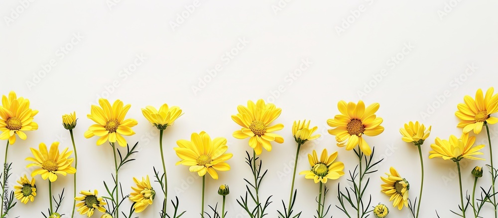 Aufkleber top-down view of yellow flowers against a white backdrop, ideal for adding text or other elements - 