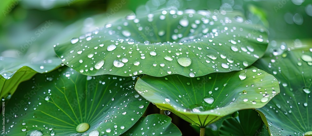 Poster high-quality stock image featuring water drops on a green lotus leaf background after a morning rain