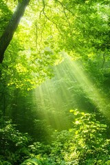 Obraz premium Lush green forest with sunlight filtering through the trees, great for environmental and nature projects