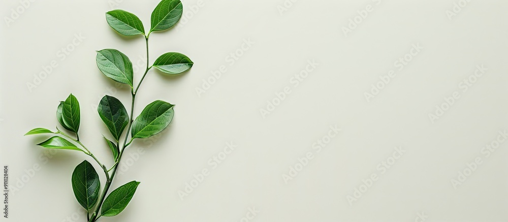 Poster green leafy branch on neutral backdrop, featuring a minimalistic design with flat lay presentation a