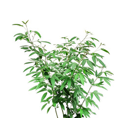 Fototapeta premium a plant with green leaves that is on a white background, a plant with green leaves on a png backgroud