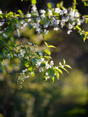 Prunus padus flowers -  aromatic bloom of bird cherry tree.