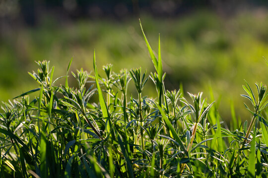 Galium aparine - cleavers, young shoots of common herb in traditional herbal medicine.