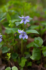 Viola canina,  heath dog-violet or heath violet -  blue and purple flowers of perrenial plant from European forests.