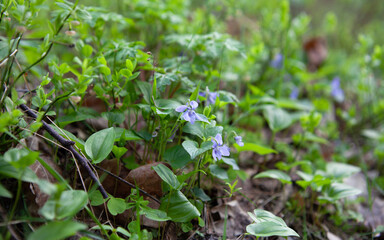 Viola canina,  heath dog-violet or heath violet -  blue and purple flowers of perrenial plant from European forests.