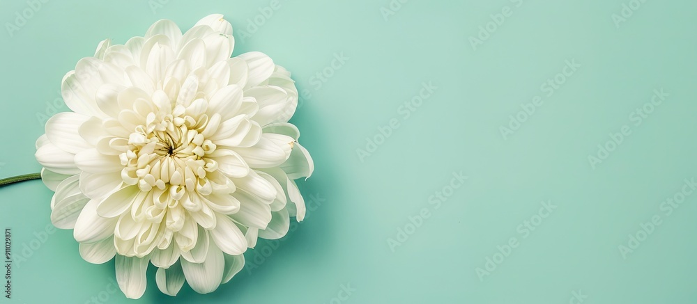 Poster top view of a white chrysanthemum against a mint background with ample space for additional content.