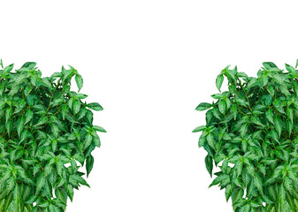 Obraz premium a green plant on a png background, a green chili plant mockup on a transparent background, , green leaves isolated on white