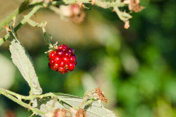 ripening blackberry on the blurred background close-up