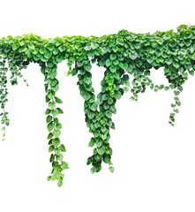 green ivy leaves on png, a vine growing on a wall with leaves, a plant with green leaves hanging from wall © DesignerSaidur