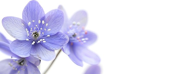 Spring's first bloom, Hepatica Nobilis, isolated on a white background with copy space image.