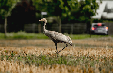 Grey Crane Chick In Field Stands Tall, Observing Surroundings With Curiosity