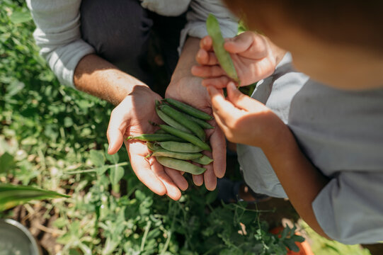 Farmer with son holding green peas at vegetable garden