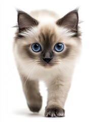 Obraz premium A cute ragdoll cat walking across a white background as a transparent PNG