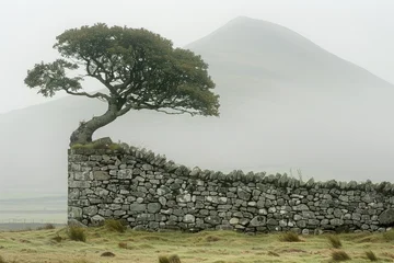 Gordijnen A lone tree leans over a stone wall in a misty landscape © NikahGeh